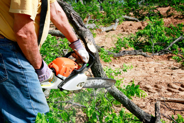 Best Stump Grinding Near Me  in Spencerville, OH